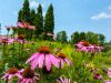 Healing Herbs
